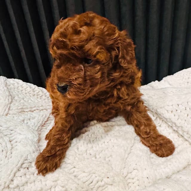 Red Toy Poodle Puppies media 4