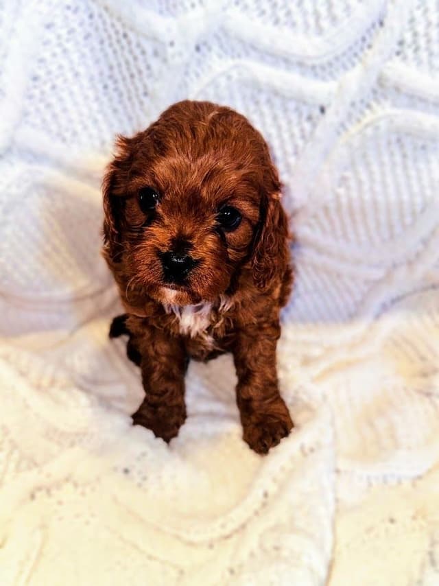 Red Toy Poodle Puppies media 5