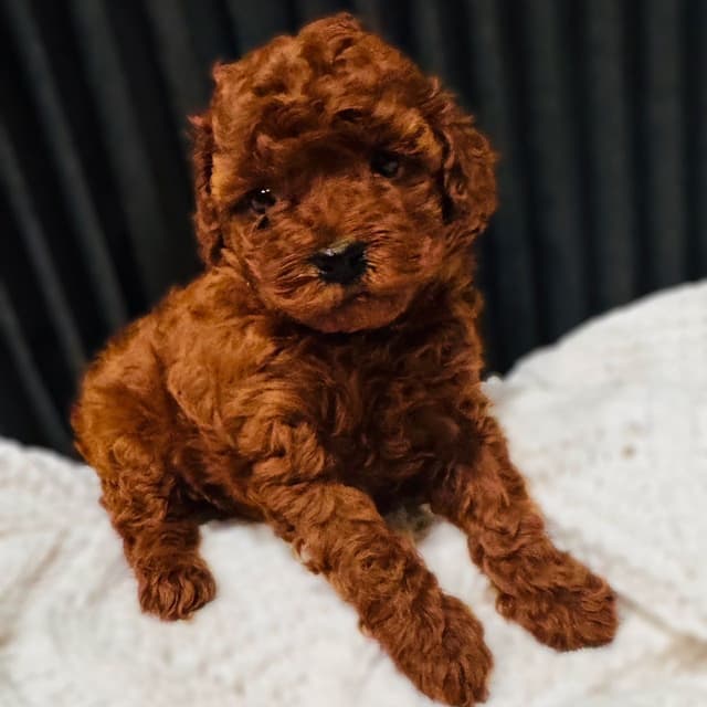Red Toy Poodle Puppies media 6