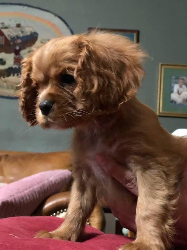 Cavalier King Charles Spaniel Puppies breeder image 1