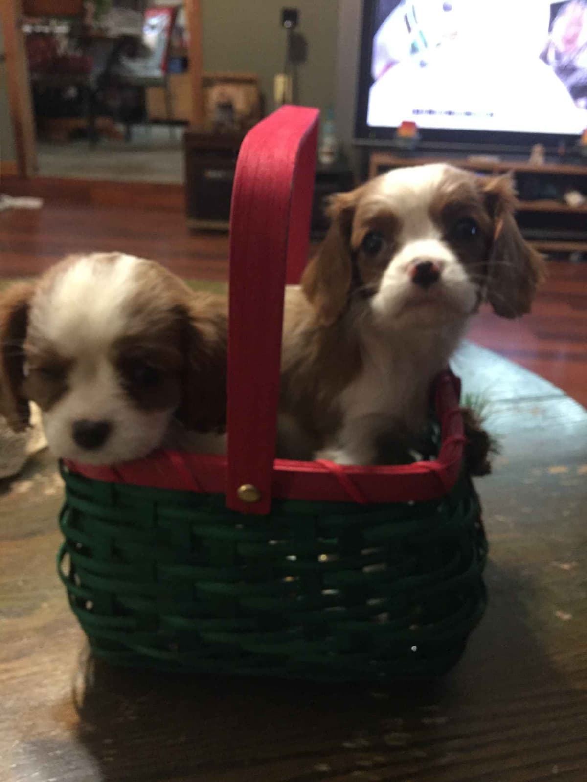 Cavalier King Charles Spaniel Puppies breeder image 2