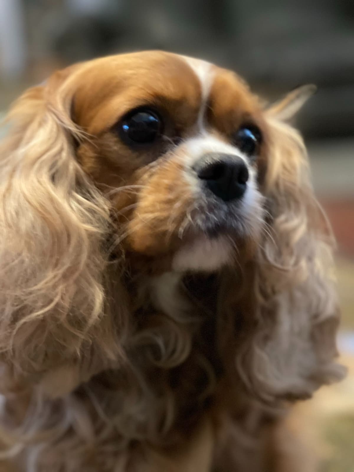 Cavalier King Charles Spaniel Puppies breeder image 3