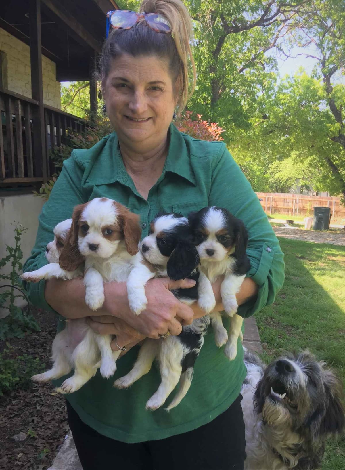 Cavalier King Charles Spaniel Puppies breeder image 7