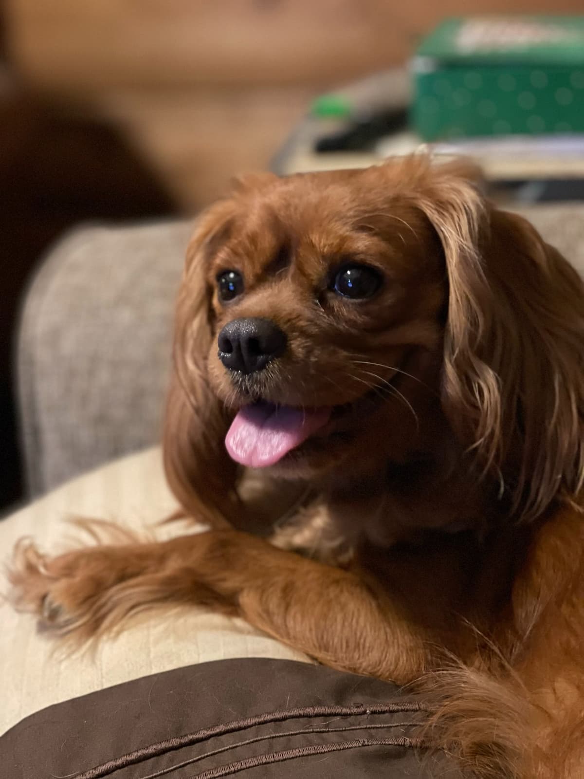 Cavalier King Charles Spaniel Puppies breeder image 4