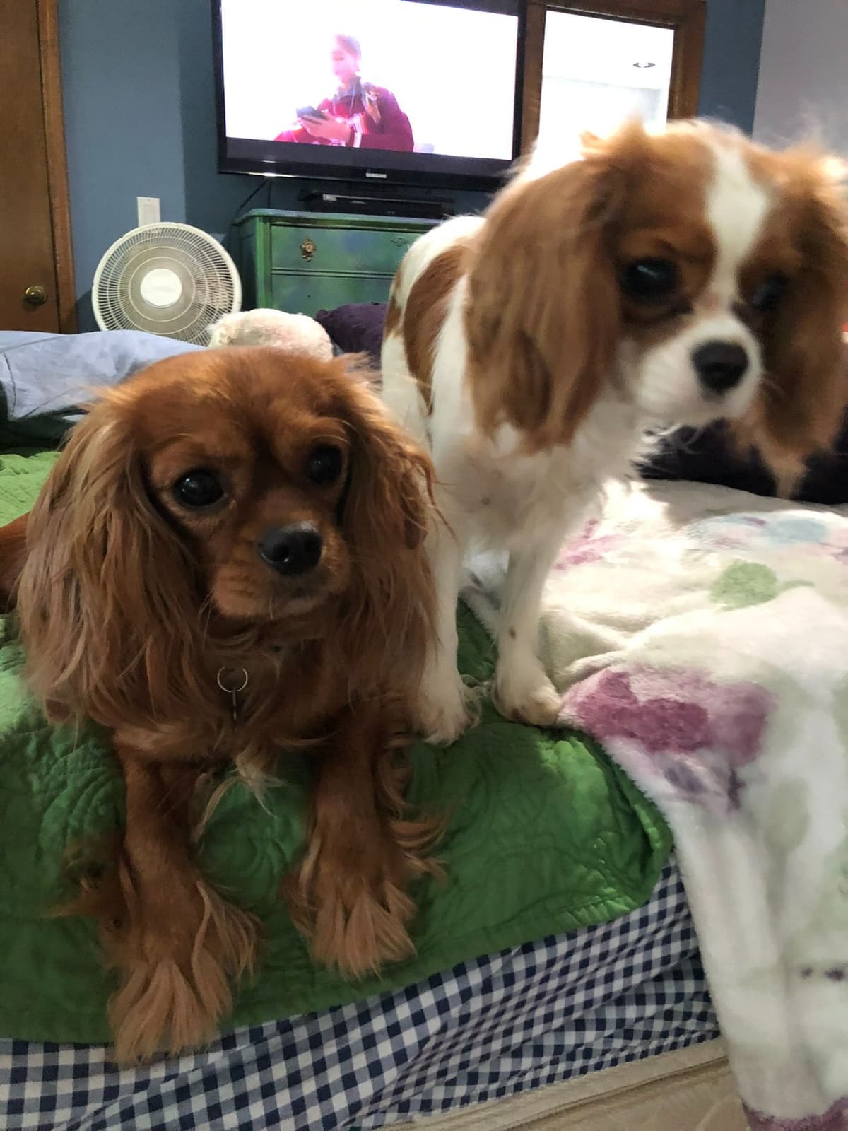 Cavalier King Charles Spaniel Puppies breeder image 5
