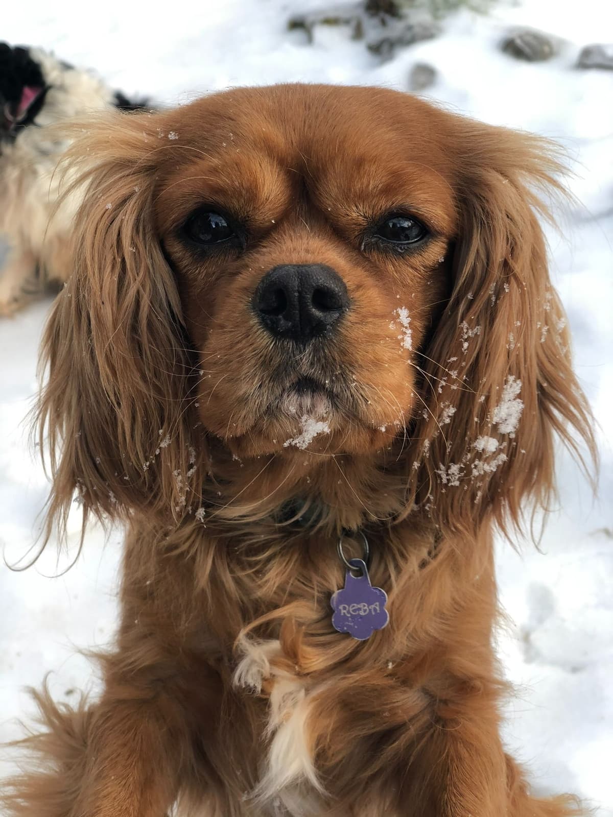 Cavalier King Charles Spaniel Puppies breeder image 6