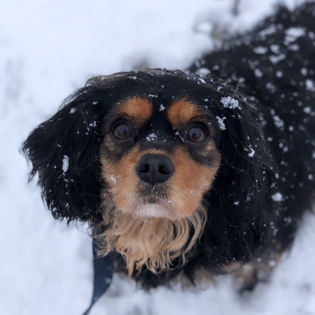 Cavalier King Charles Spaniel Puppies breeder image 9