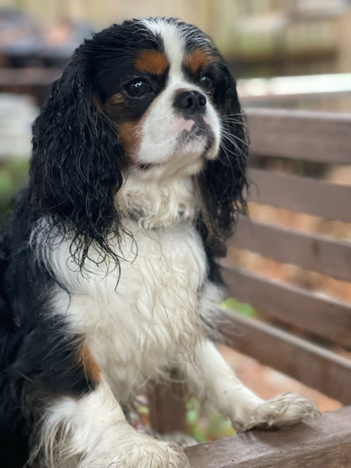 Cavalier King Charles Spaniel Puppies breeder image 8