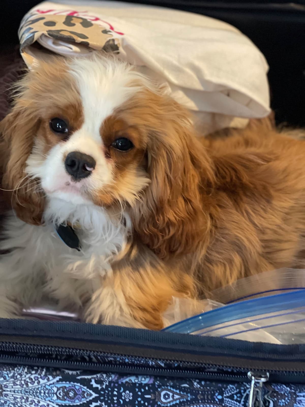 Cavalier King Charles Spaniel Puppies breeder image 11