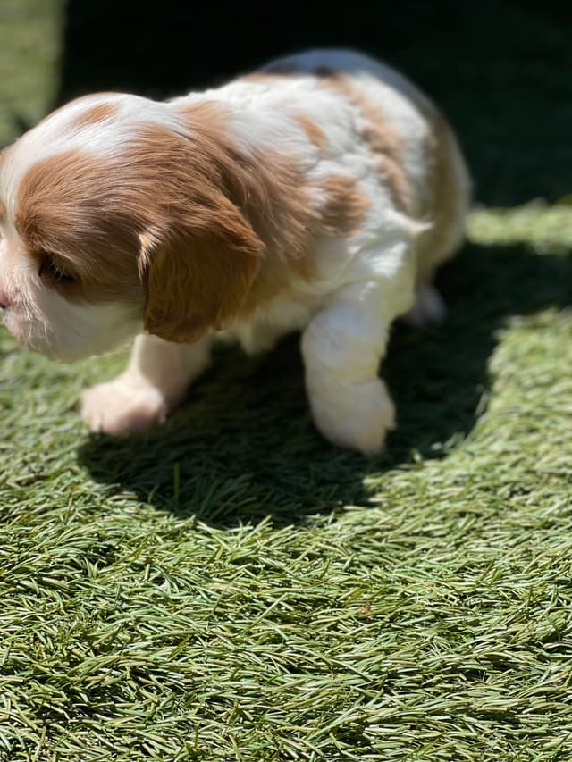 Cavalier King Charles Spaniel Puppies media 3