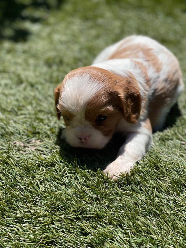Cavalier King Charles Spaniel Puppies media 4