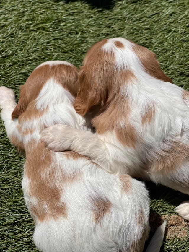 Cavalier King Charles Spaniel Puppies media 5