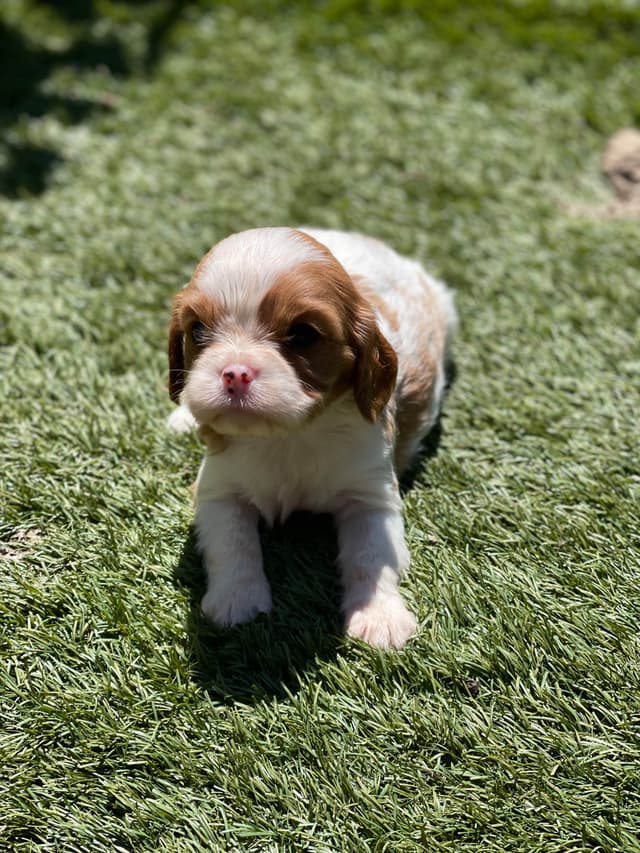 Cavalier King Charles Spaniel Puppies media 6