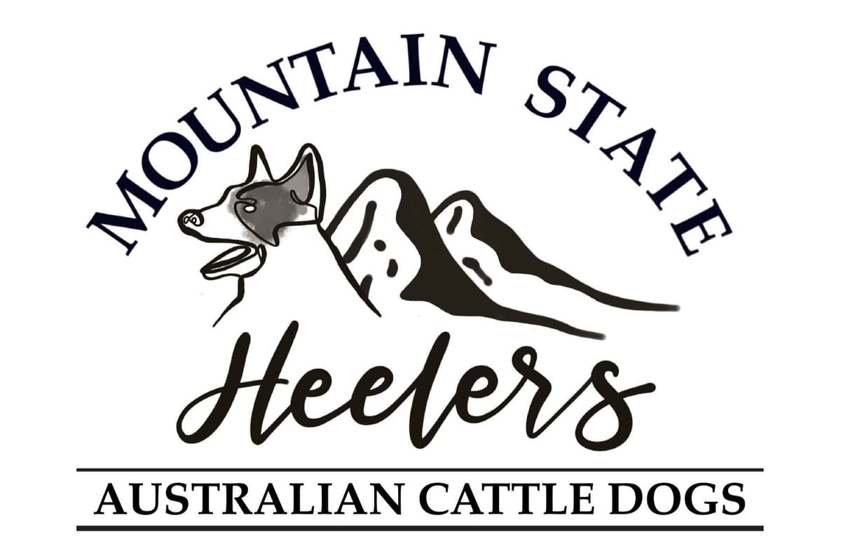 Australian Cattle Dog Puppies breeder image 1
