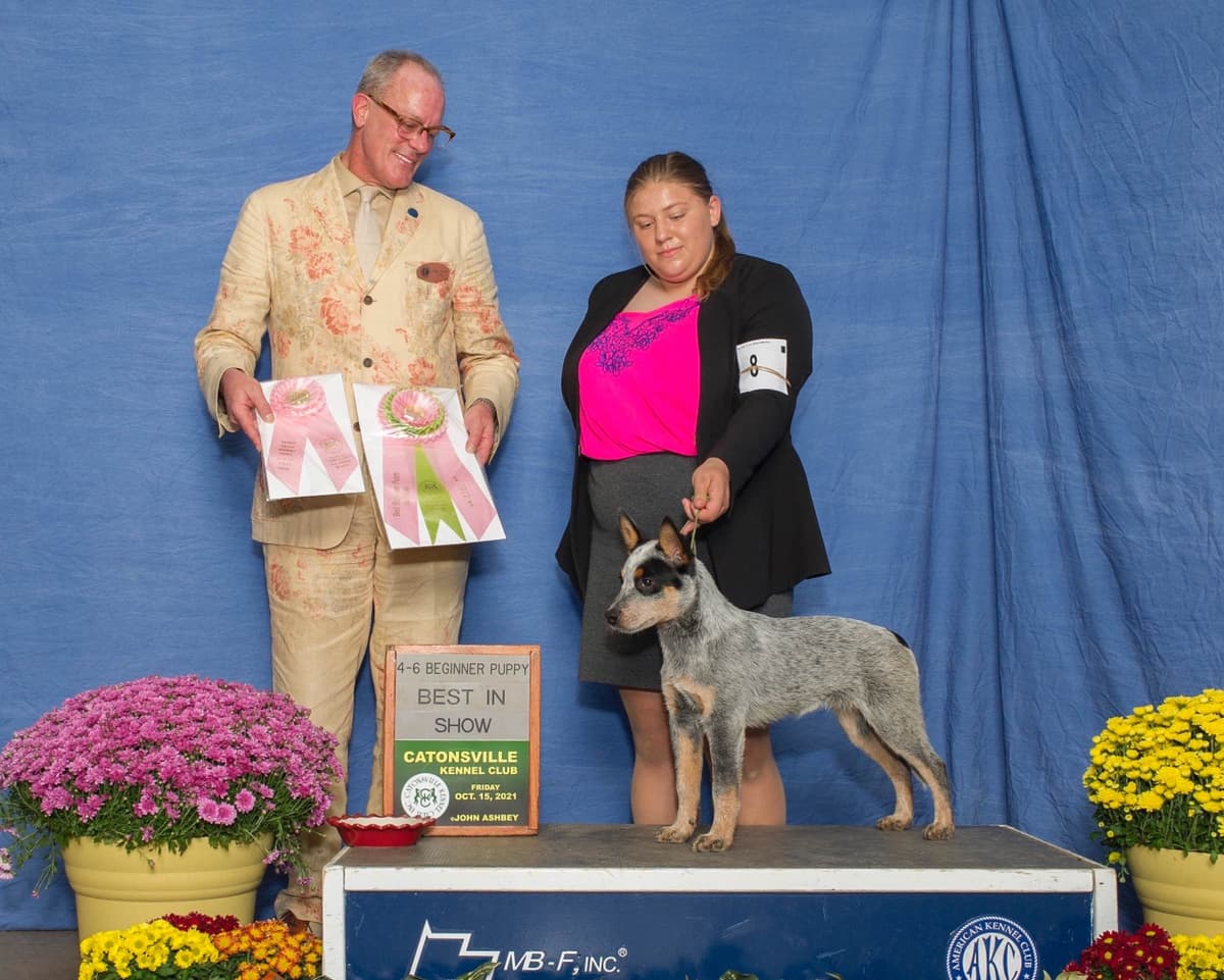 Australian Cattle Dog Puppies breeder image 6