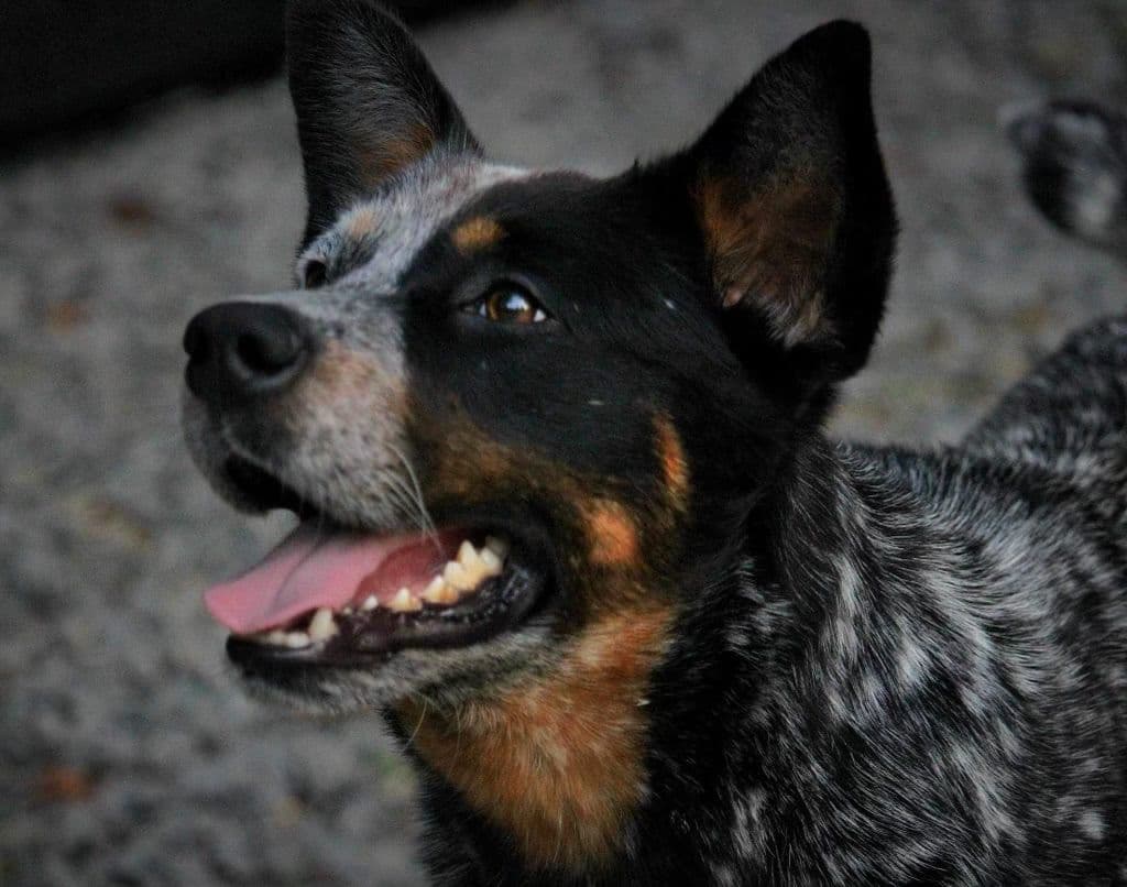 Australian Cattle Dog Puppies breeder image 7