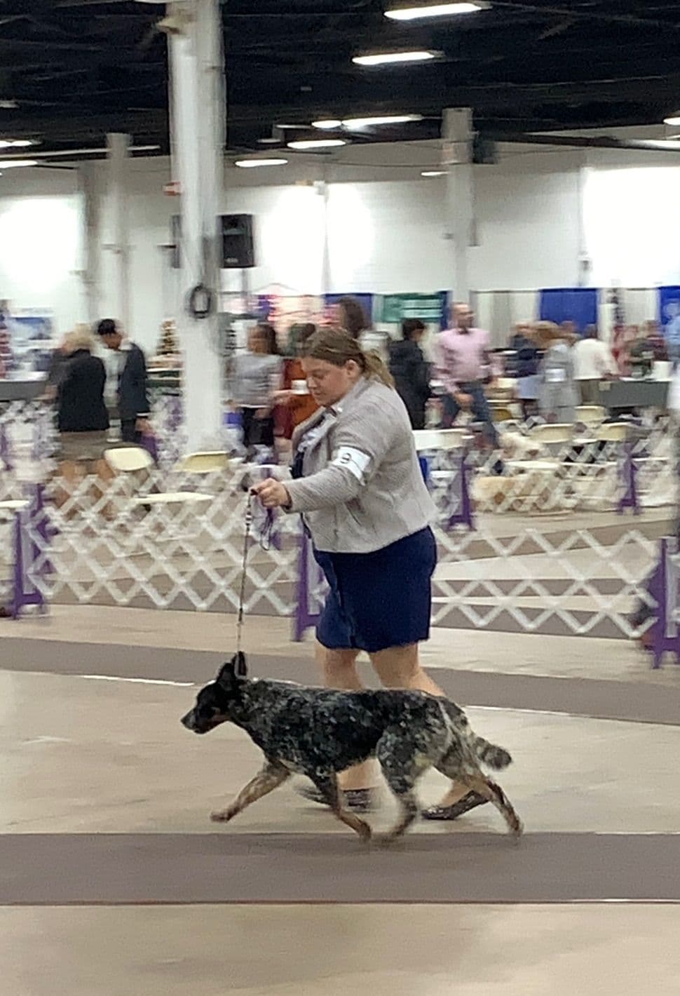 Australian Cattle Dog Puppies breeder image 8