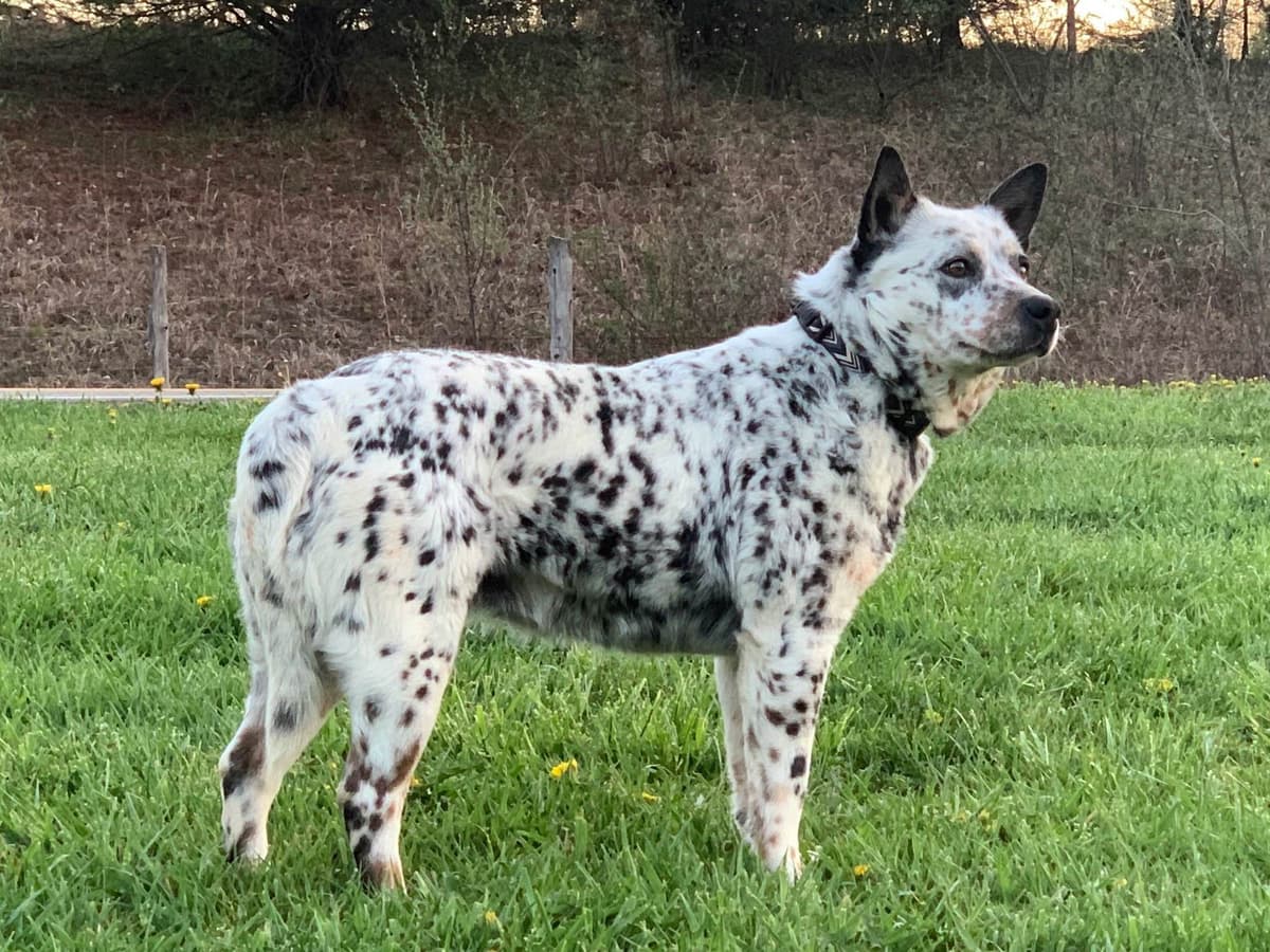 Australian Cattle Dog Puppies breeder image 9
