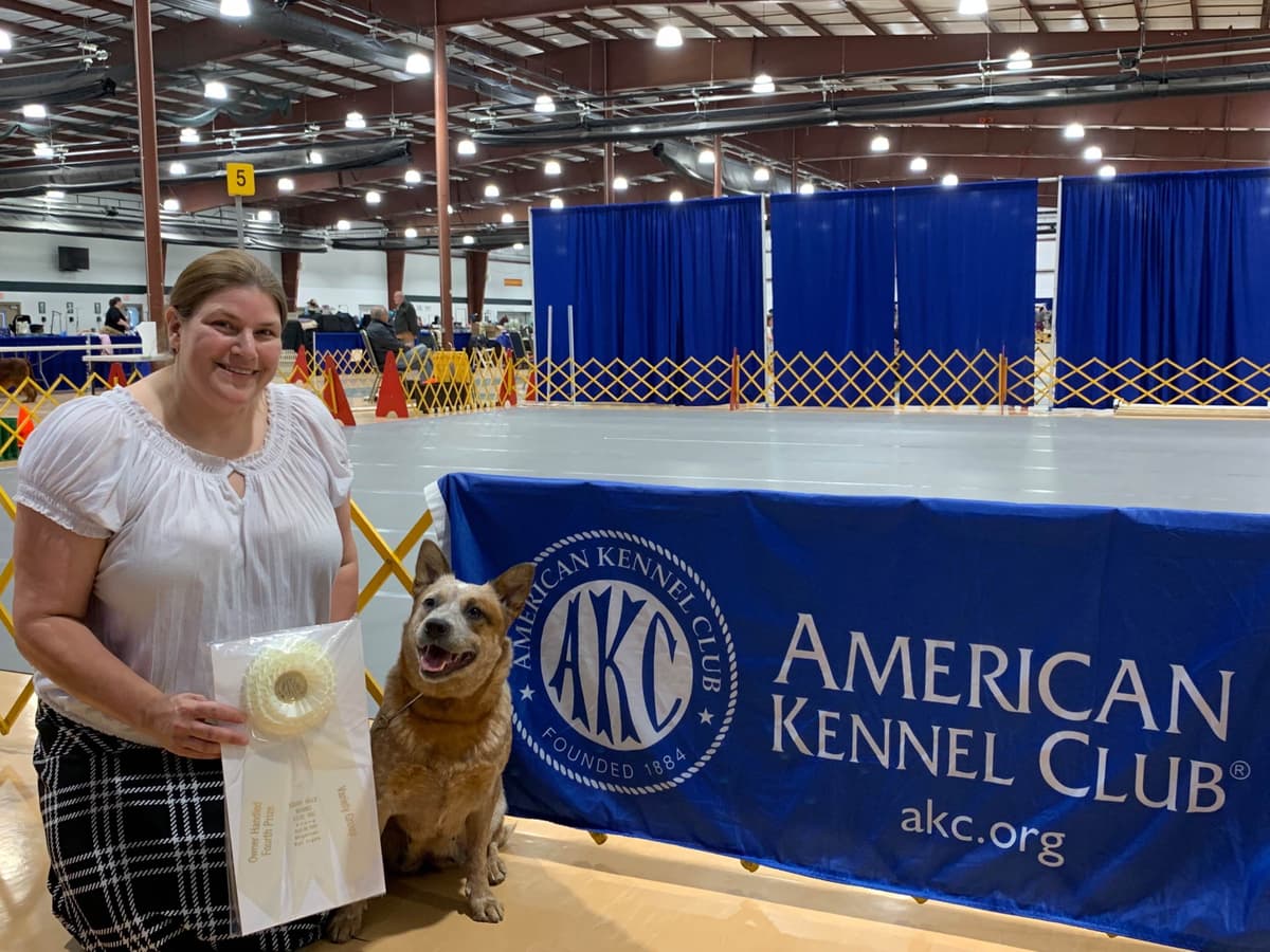 Australian Cattle Dog Puppies breeder image 11
