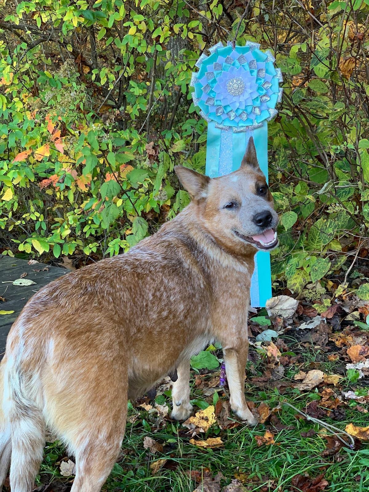 Australian Cattle Dog Puppies breeder image 13