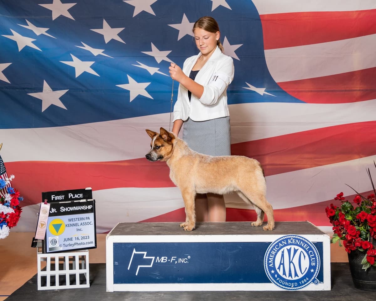 Australian Cattle Dog Puppies breeder image 12