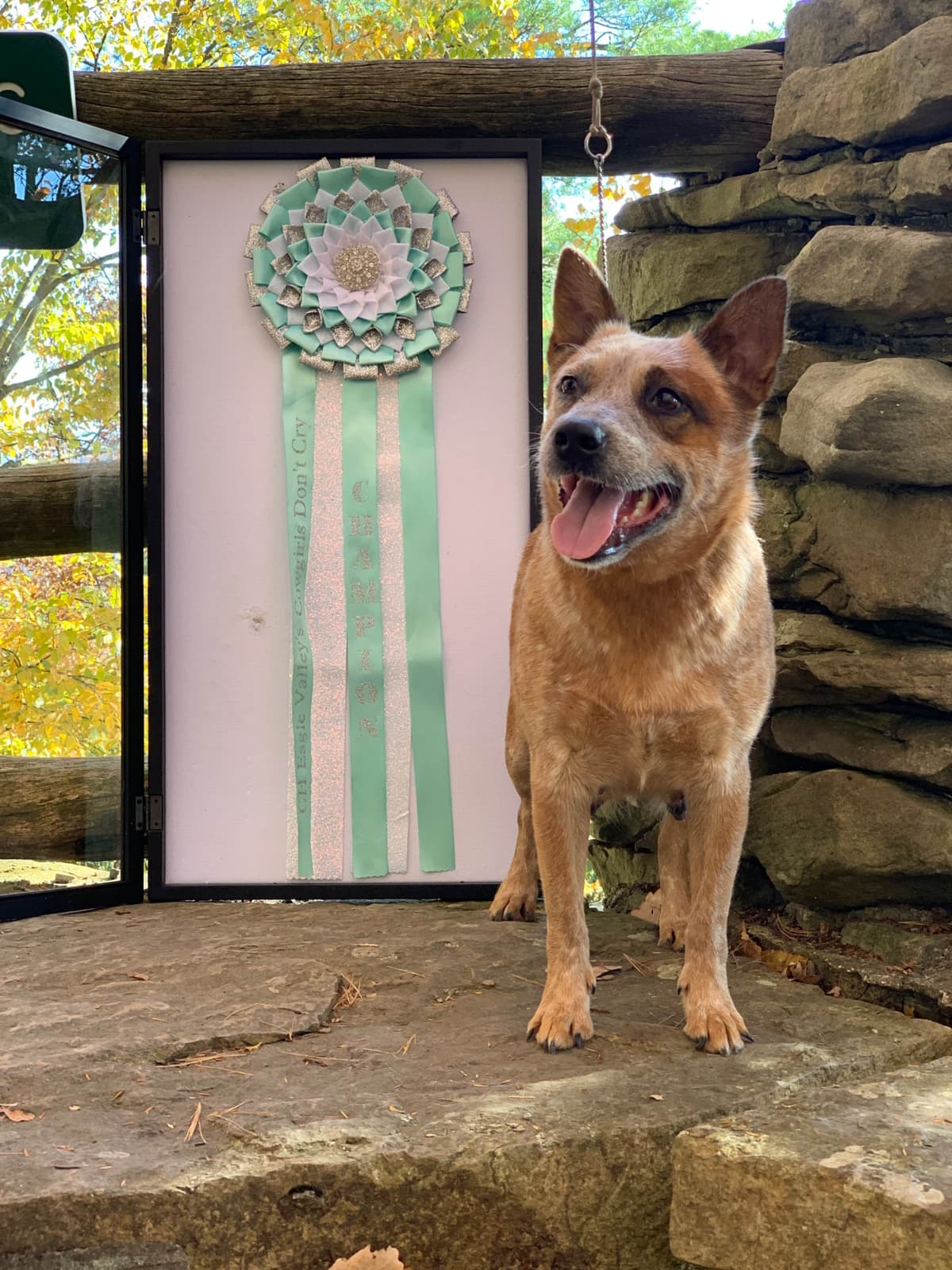 Australian Cattle Dog Puppies breeder image 14