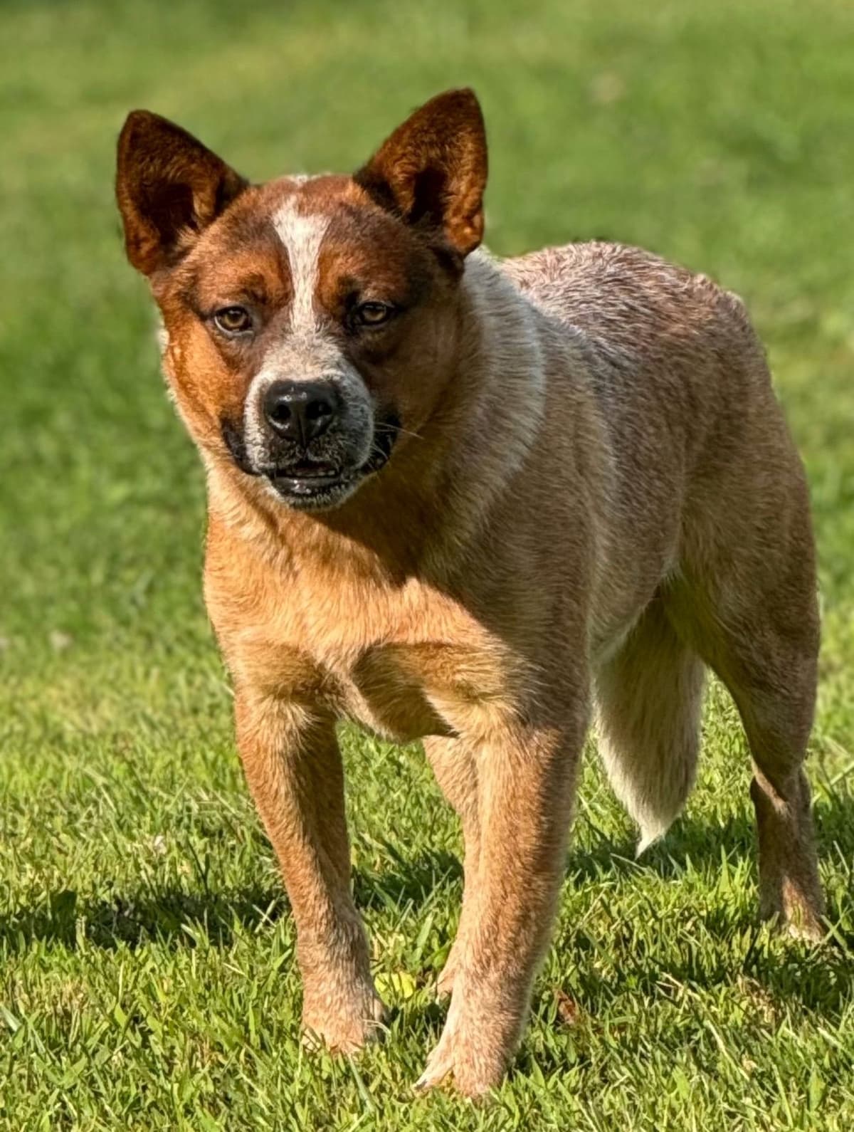 Australian Cattle Dog Puppies breeder image 15