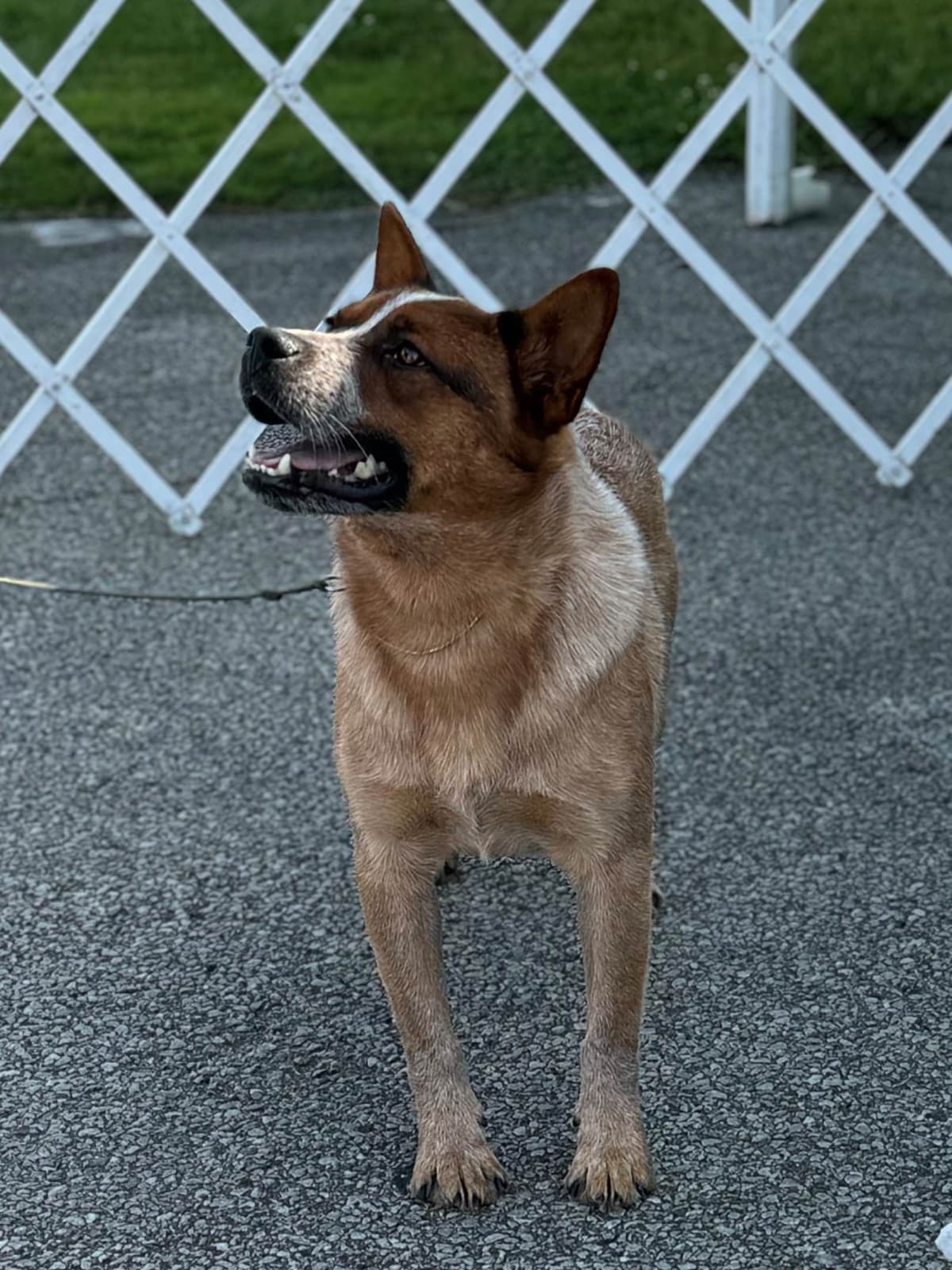 Australian Cattle Dog Puppies breeder image 17