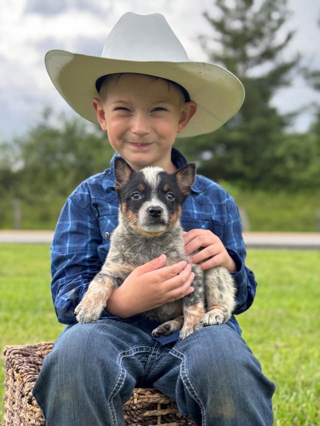 Australian Cattle Dog Puppies media 7