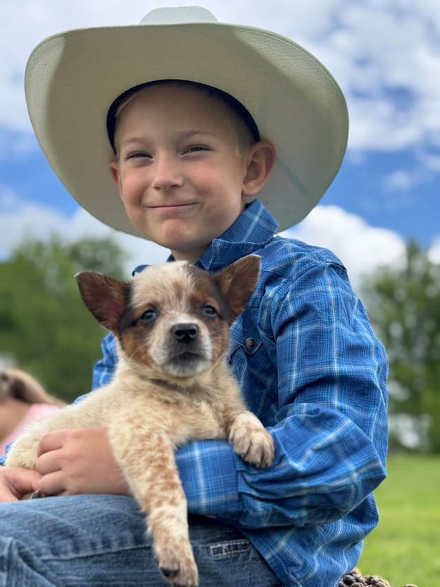 Australian Cattle Dog Puppies media 3