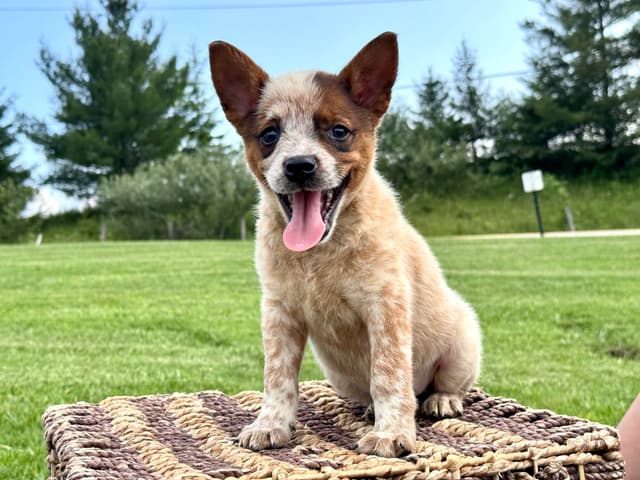 Australian Cattle Dog Puppies media 2
