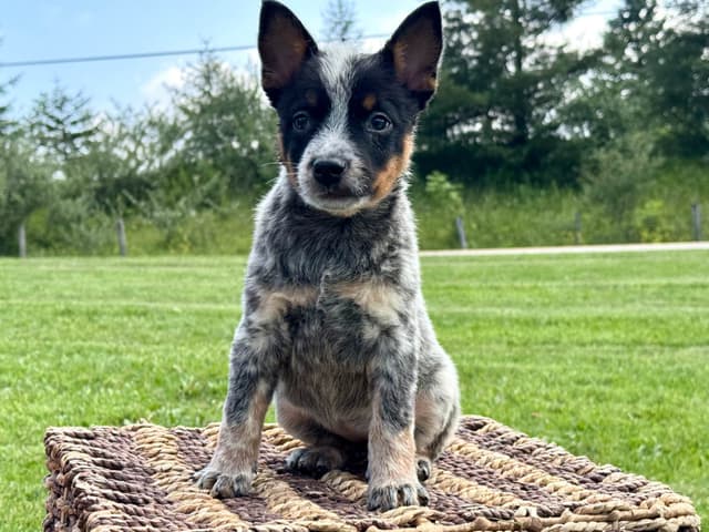 Australian Cattle Dog Puppies media 8