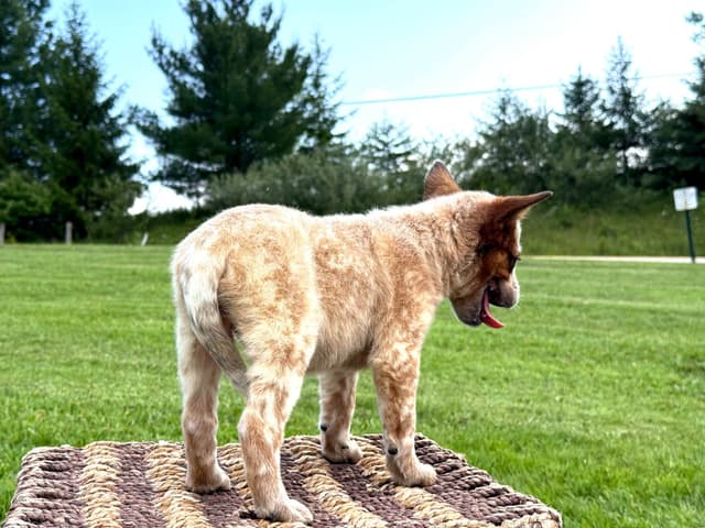 Australian Cattle Dog Puppies media 5