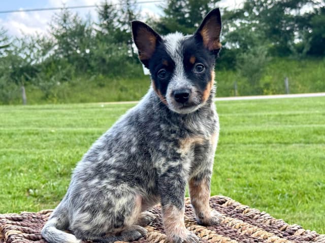 Australian Cattle Dog Puppies media 11
