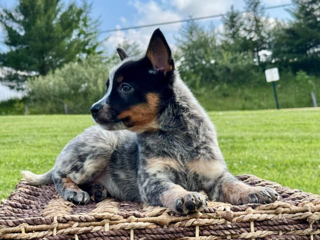 Australian Cattle Dog Puppies media 10