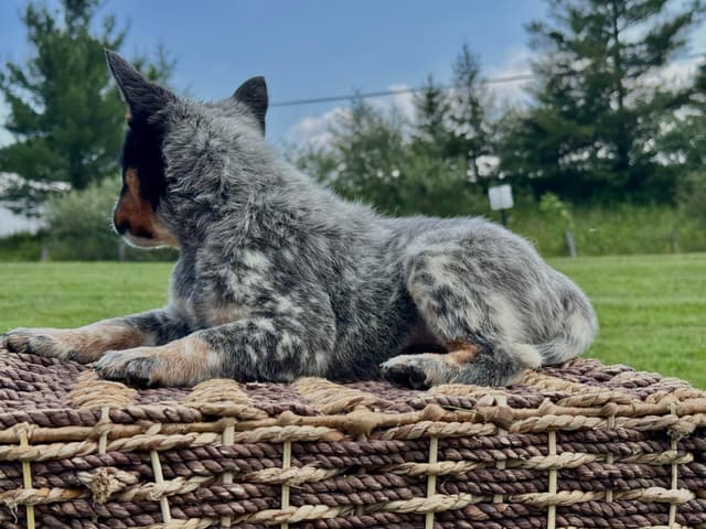 Australian Cattle Dog Puppies media 13
