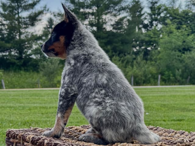 Australian Cattle Dog Puppies media 12