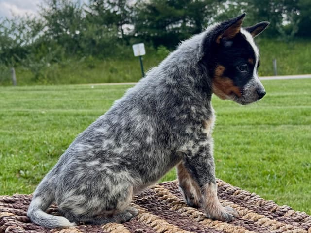 Australian Cattle Dog Puppies media 14