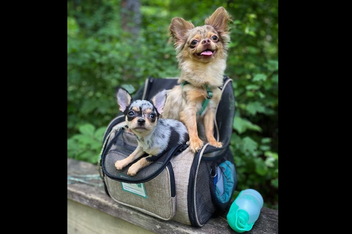Chihuahua Puppy | Smooth Coat, Male, Merle breeder image 7