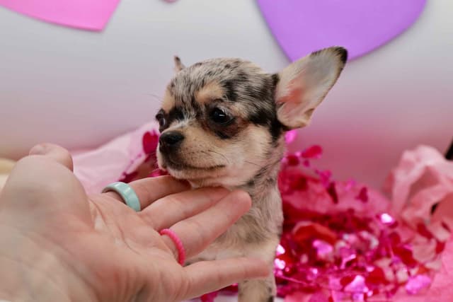Chihuahua Puppy | Smooth Coat, Male, Merle media 2