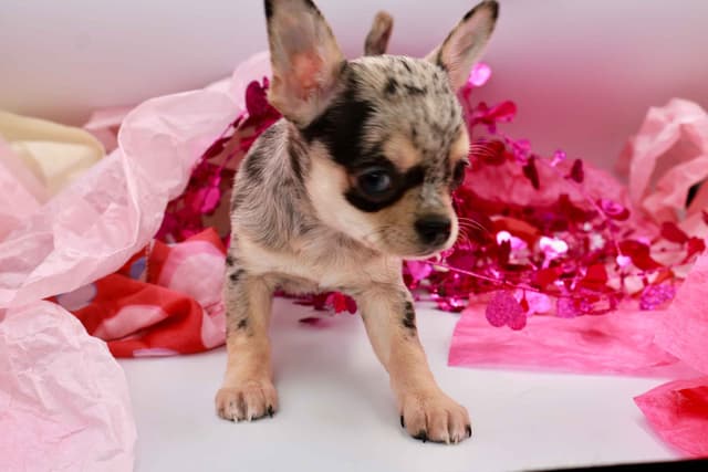 Chihuahua Puppy | Smooth Coat, Male, Merle media 3