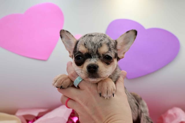 Chihuahua Puppy | Smooth Coat, Male, Merle media 4
