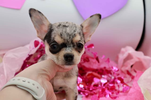 Chihuahua Puppy | Smooth Coat, Male, Merle media 5