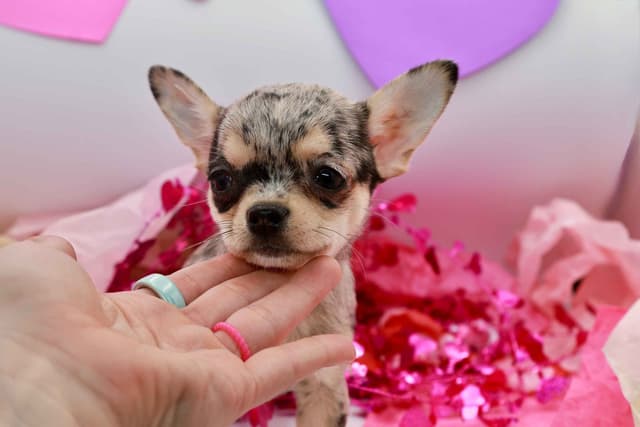Chihuahua Puppy | Smooth Coat, Male, Merle media 6