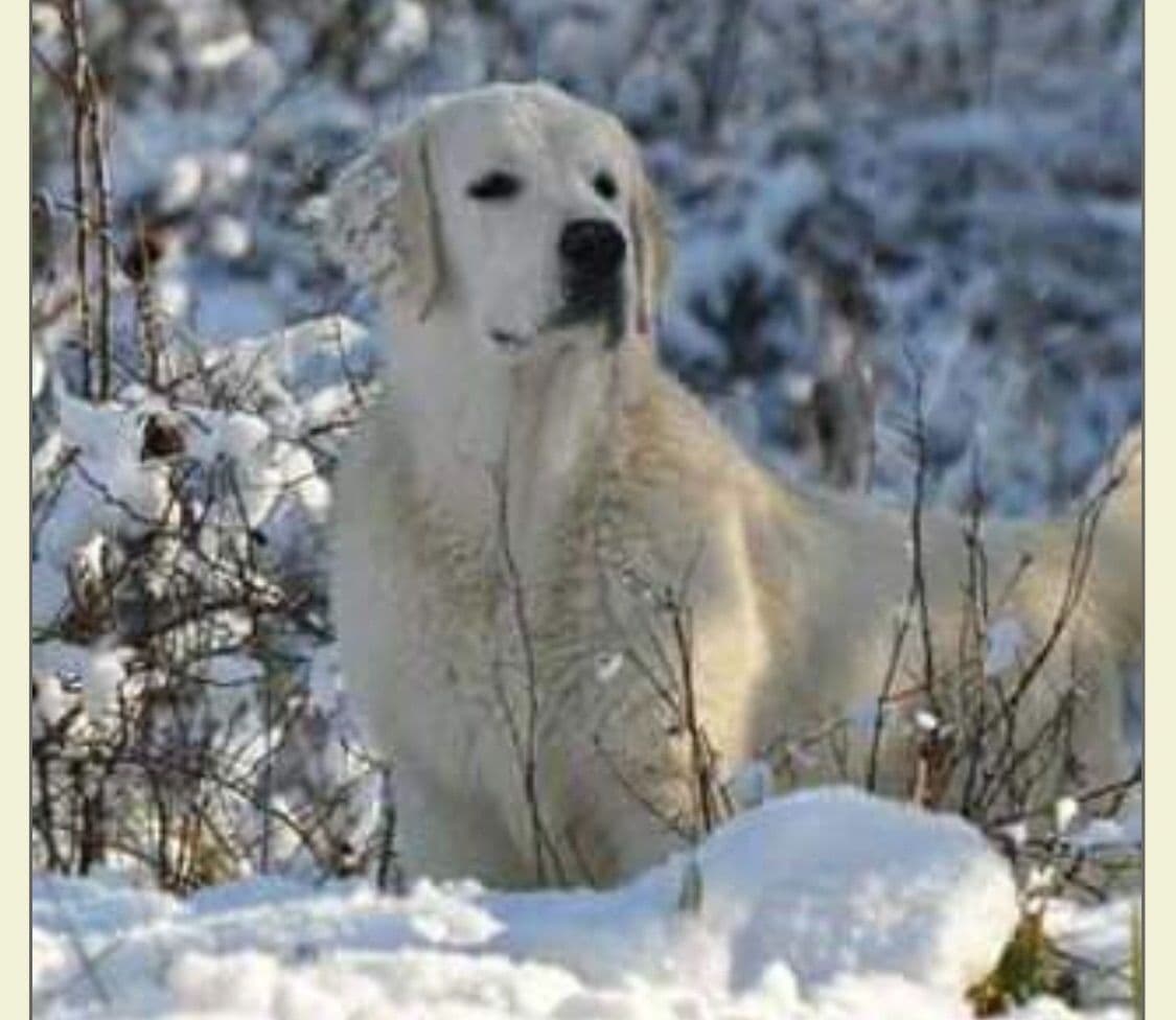 European Champion Sired English Cream Pups, all clearances breeder image 4