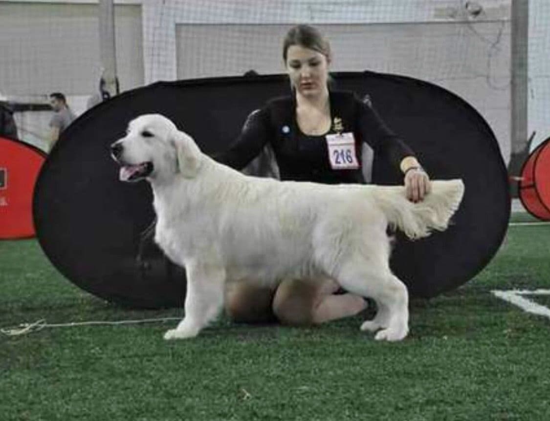 European Champion Sired English Cream Pups, all clearances breeder image 3