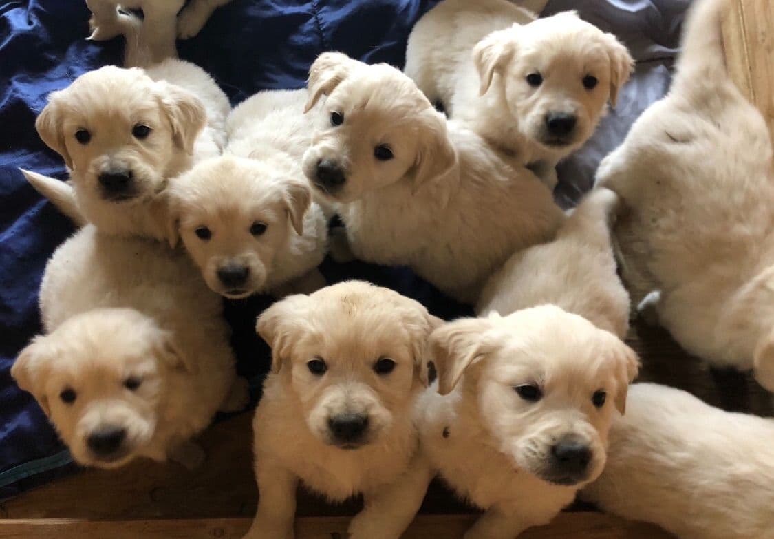 European Champion Sired English Cream Pups, all clearances breeder image 11