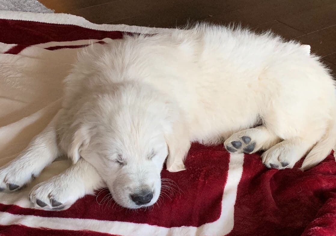 European Champion Sired English Cream Pups, all clearances breeder image 13