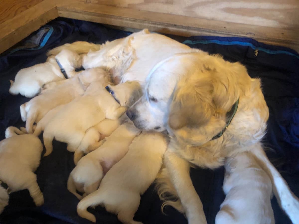 European Champion Sired English Cream Pups, all clearances breeder image 14