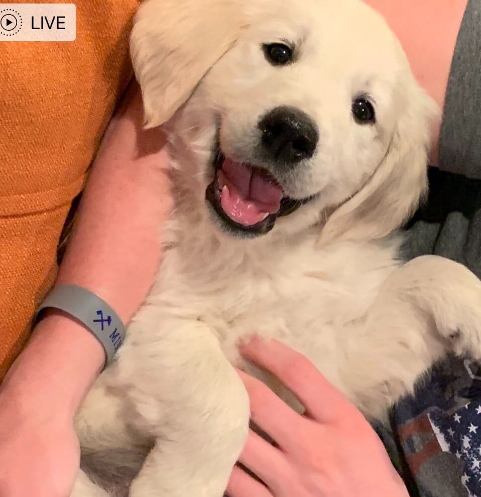 European Champion Sired English Cream Pups, all clearances breeder image 18